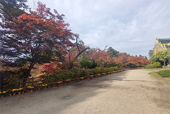 弘前城菊と紅葉まつり３