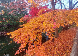 弘前城菊と紅葉まつり５