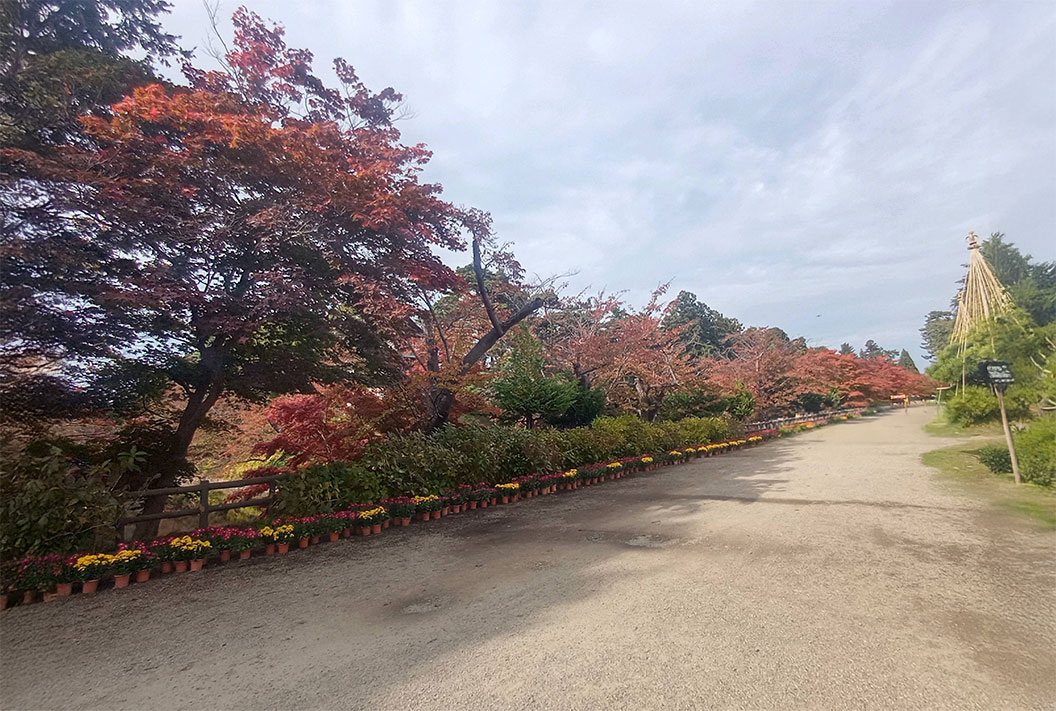 弘前城菊と紅葉まつり３