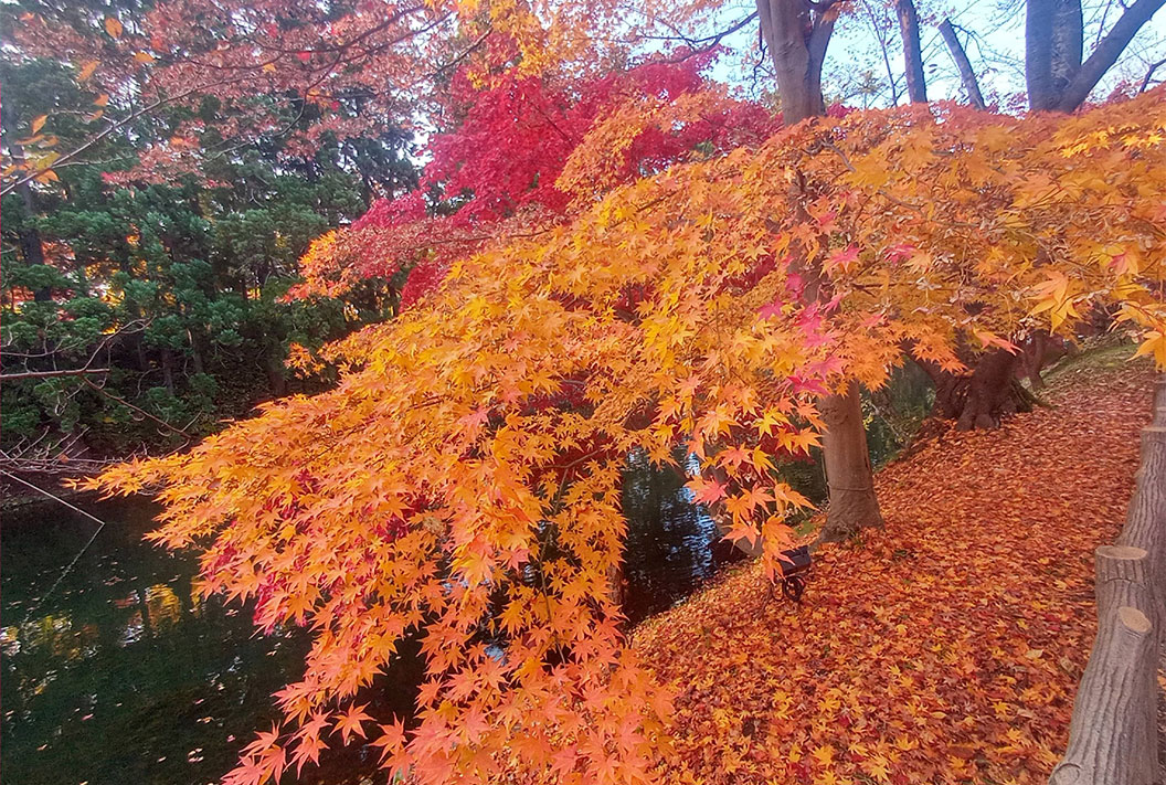 弘前城菊と紅葉まつり５